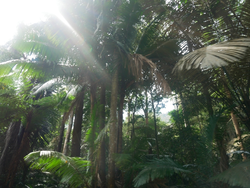 Jungle de l'île de Tioman